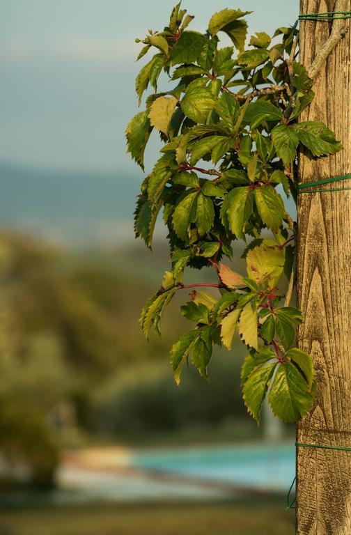 Agriturismo San Nicolo Montecastelli Pisano エクステリア 写真